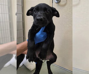 Australian Kelpie-Unknown Mix Dogs for adoption in South Lake Tahoe, CA, USA