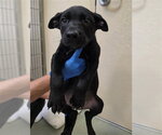 DANNY - Male Australian Kelpie-Unknown Mix Dog for Adoption - Small photo
