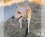 Small #7 Labrador Retriever-Retriever  Mix