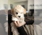 Small Photo #5 Poodle (Toy) Puppy For Sale in SAN BERNARDINO, CA, USA