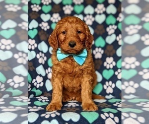 Goldendoodle Puppy for sale in CHRISTIANA, PA, USA