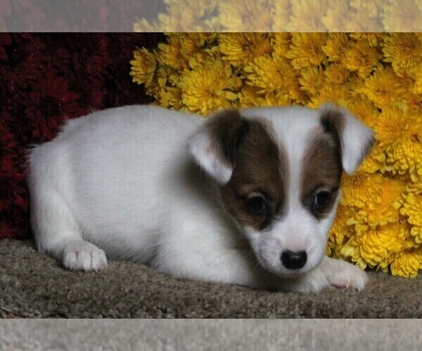 Medium Photo #2 Jack Russell Terrier Puppy For Sale in FREDERICKSBURG, OH, USA