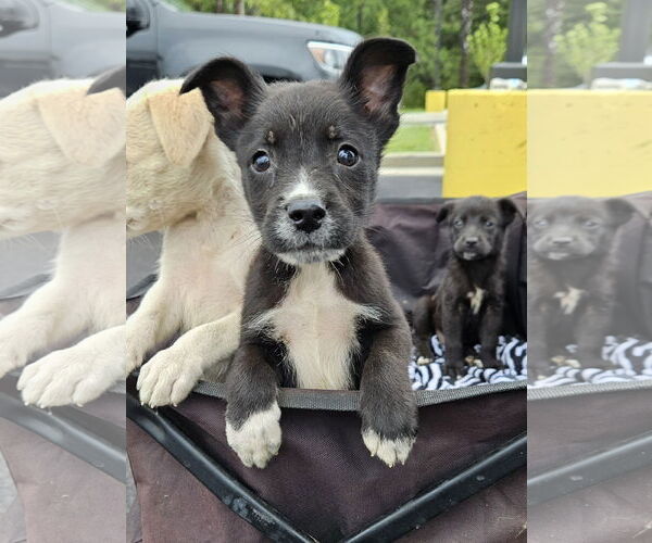 Medium Photo #2 Labrador Retriever-Unknown Mix Puppy For Sale in Corinth, MS, USA