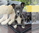 Small #1 Labrador Retriever Mix