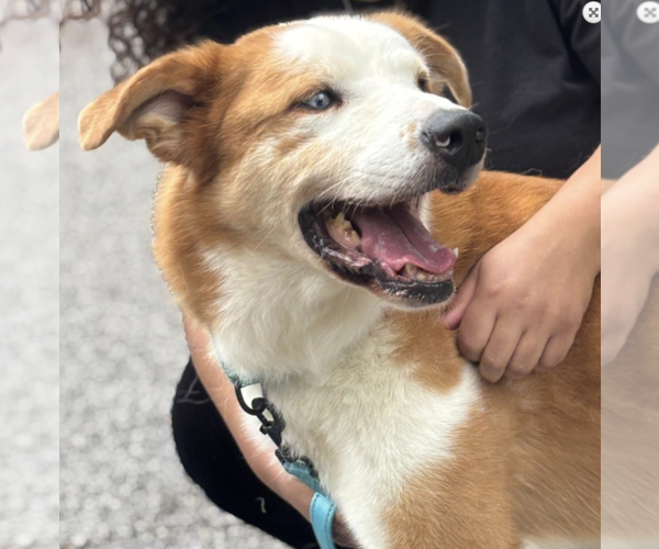 Medium Photo #4 Australian Shepherd-Unknown Mix Puppy For Sale in Decatur, GA, USA