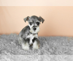 Small Photo #8 Schnauzer (Miniature) Puppy For Sale in MILLERSBURG, IN, USA