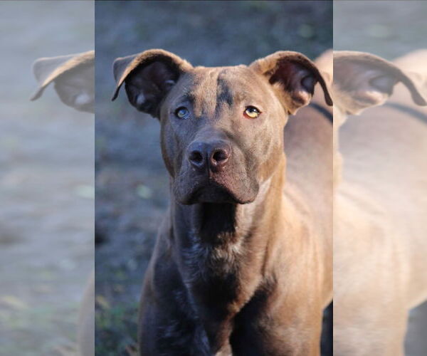 Medium Photo #6 German Shorthaired Lab Puppy For Sale in Ocean Springs, MS, USA