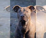 Small #5 German Shorthaired Lab
