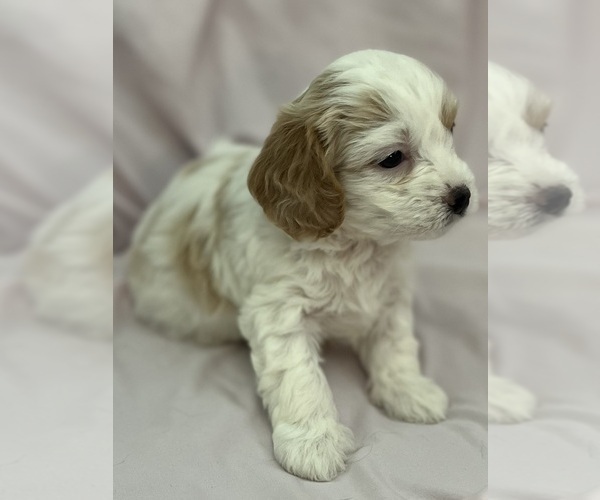 Medium Photo #4 Cavapoo Puppy For Sale in PENSACOLA, FL, USA
