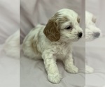 Small #3 Cavapoo