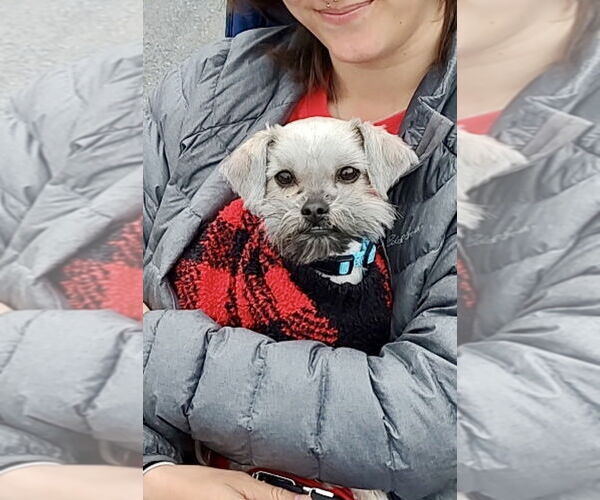 Medium Photo #1 Shih Tzu-Unknown Mix Puppy For Sale in Mooresville, NC, USA