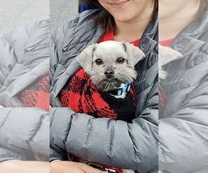 Shih Tzu-Unknown Mix Dogs for adoption in Mooresville, NC, USA