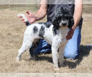 Mother of the Cavachon-Poodle (Miniature) Mix puppies born on 10/28/2022