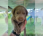 Small Photo #8 Labrador Retriever Puppy For Sale in CONNELLYS SPRINGS, NC, USA
