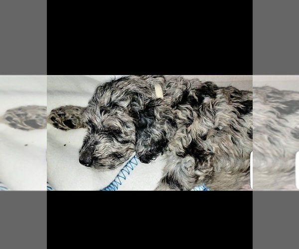 Medium Photo #3 Labradoodle Puppy For Sale in SAN ANTONIO, TX, USA