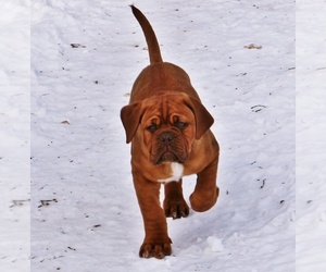Dogue de Bordeaux Litter for sale in ANDOVER, CT, USA
