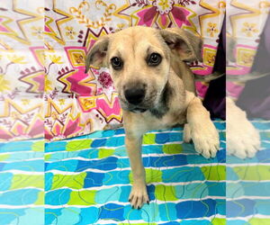 Labrador Retriever Dogs for adoption in Bryant, AR, USA