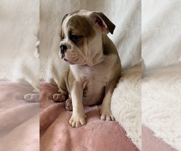 Medium Photo #17 English Bulldog Puppy For Sale in CHARLESTON, SC, USA