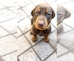 Small #1 Doberman Pinscher