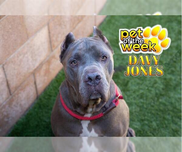 Medium Photo #2 Mutt Puppy For Sale in Moreno Valley, CA, USA