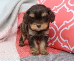 Small #3 Cavapoo
