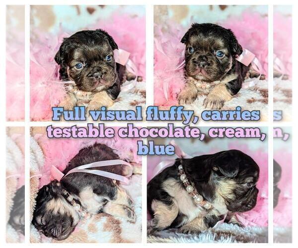 Medium Photo #2 French Bulldog Puppy For Sale in CONROE, TX, USA