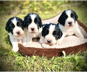 English Springer Spaniel Litter for sale in ROLAND, IA, USA