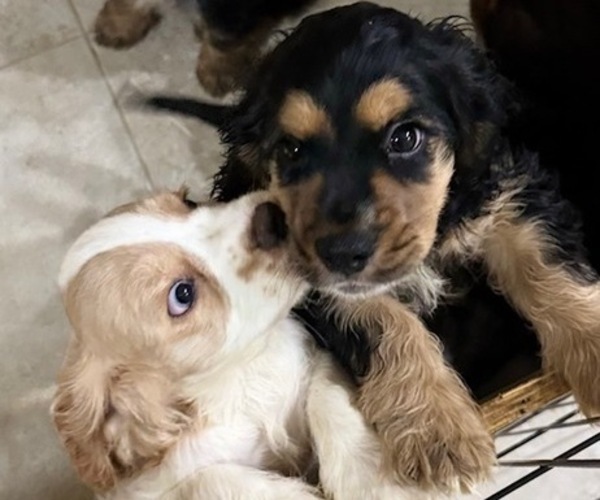 Medium Photo #14 Cocker Spaniel Puppy For Sale in WEST PALM BEACH, FL, USA