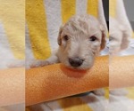 Small Photo #49 Bordoodle Puppy For Sale in COPPERAS COVE, TX, USA