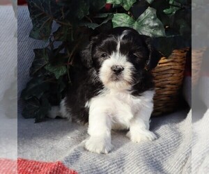 Zuchon Puppy for sale in THORP, WI, USA