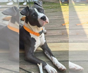 American Pit Bull Terrier-Unknown Mix Dogs for adoption in Germantown, OH, USA