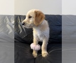 Small #3 Belgian Malinois-Goldendoodle Mix