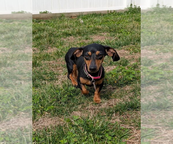 Medium Photo #1 Dachshund Puppy For Sale in Shelbyville, TN, USA