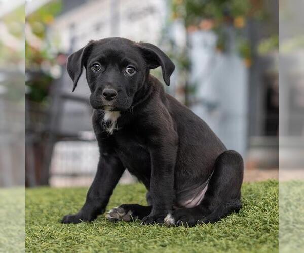 Medium Photo #4 Labrador Retriever-Unknown Mix Puppy For Sale in San Diego, CA, USA