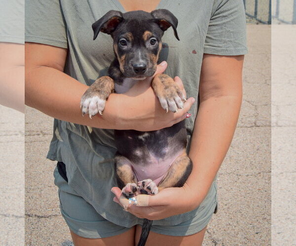 Medium Photo #3 Labsky Puppy For Sale in Huntley, IL, USA