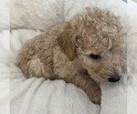 Small Photo #9 Goldendoodle Puppy For Sale in COLORADO SPRINGS, CO, USA
