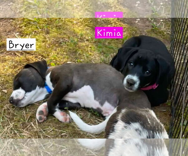 Medium Photo #4 Border Collie-Unknown Mix Puppy For Sale in Alexander, AR, USA