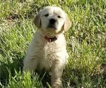 Small Photo #7 Golden Retriever Puppy For Sale in TWIN FALLS, ID, USA