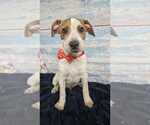 Small American Bulldog Mix