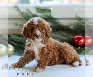 Cavapoo Puppy for sale in LITITZ, PA, USA