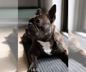 Mother of the French Bulldog puppies born on 07/25/2026