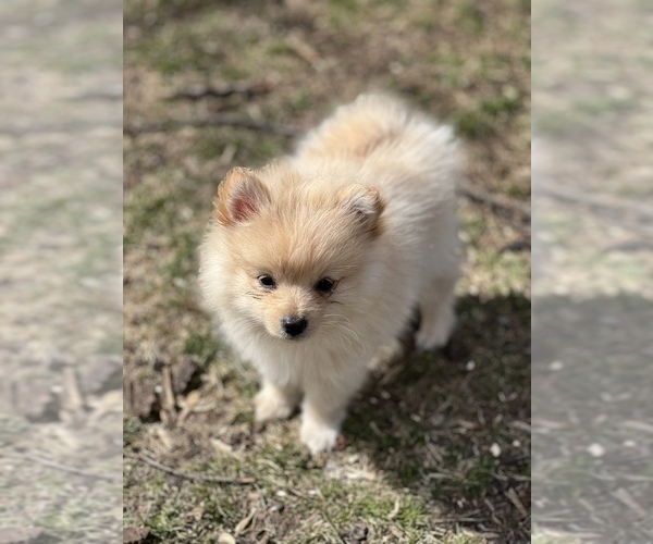 Medium Photo #1 Pomeranian Puppy For Sale in MIDLAND, MI, USA