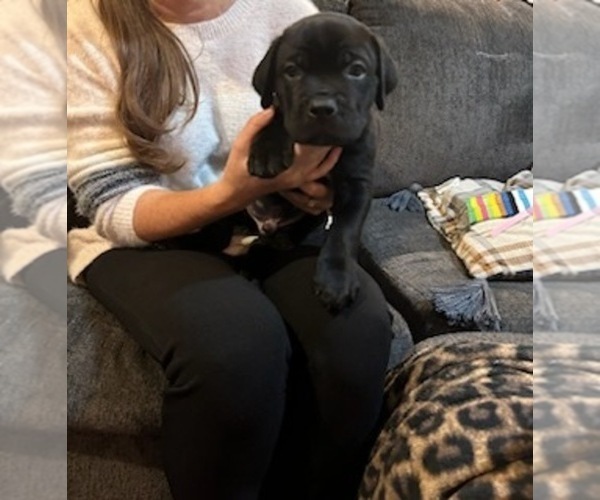 Medium Photo #13 Cane Corso Puppy For Sale in ATASCOCITA, TX, USA