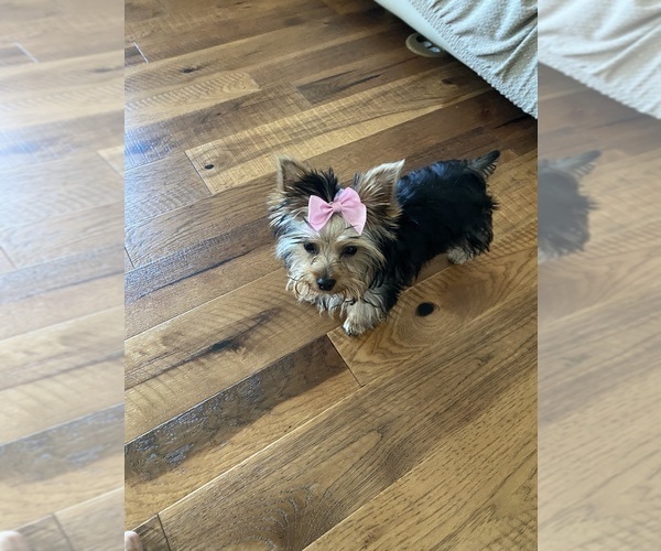 Medium Photo #1 Yorkshire Terrier Puppy For Sale in MILTON, FL, USA