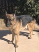 Small Photo #10 German Shepherd Dog Puppy For Sale in FALCON, CO, USA