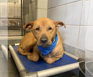 Labrador Retriever-Unknown Mix Dogs for adoption in San Antonio, TX, USA
