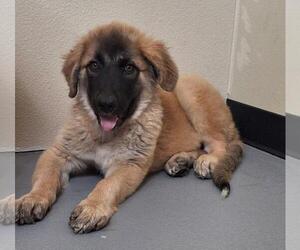 Anatolian Shepherd-Unknown Mix Dogs for adoption in Rockwall, TX, USA