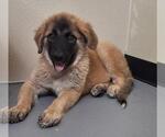 Small Anatolian Shepherd Mix
