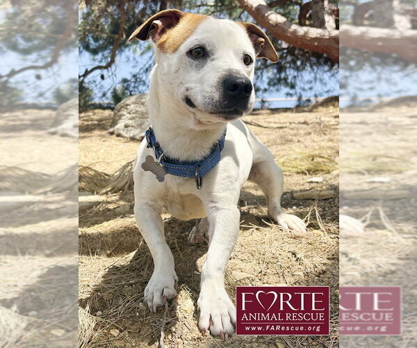 Medium Photo #1 Jack-A-Bee Puppy For Sale in Marina del Rey, CA, USA