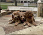 Small Photo #6 Goldendoodle Puppy For Sale in SUGAR LAND, TX, USA